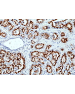 anti-Prostein (human), Rabbit Monoclonal (RM426)