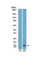 anti-Acetyl-Histone H2A.X (Lys5), Rabbit Monoclonal (RM445)