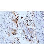 anti-Phospho-DNA-PKcs (Ser2056) (human), Rabbit Monoclonal (RM500)