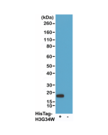 Western blot of 293T cells transfected (+) or untransfected (-) with a DNA construct encoding His-Tag Histone H3 (G34W) protein, using chimeric human anti-HisTag antibody Clone RMH01 at 0.2ug/mL, followed by a HRP conjugated anti-Human IgG secondary antib
