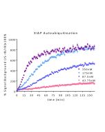 % Signal to Background of Continuous Real-Time TR-FRET NEDD4 titration (autoubiquitination): Serial dilutions of NEDD4 from 50nM to 3.125nM mixed with UBA1, UBE2L3, and, TRF-Ub mix. Reaction was initiated with addition of Mg-ATP.