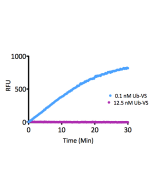 <b>Kinetic Activity:</b> UCHL3 (SBB-DE0023) activity with Ubiquitin-AMC (SBB-PS0043) measured in the presence of 12.5nM and 0.1nM Ubiquitin vinyl sulfone (SBB-PS0032).