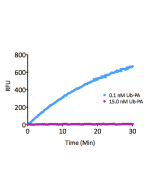 <b>Kinetic Activity:</b> UCHL3 (SBB-DE0023) activity with Ubiquitin-AMC (SBB-PS0043) measured in the presence of 15.0nM and 0.1nM Ubiquitin propargylamide (SBB-PS0034).