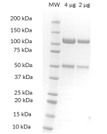 DDB1/CRBN SDS-PAGE. From left to right, increasing amounts of DDB1/CRBN were loaded onto a 4-20% SDS-PAGE gel, stained with Coomassie brillant blue. Purity is >98%.