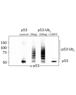 <b>Ubiquitinated-p53 Western Blot:</b> From left to right: Control His6-p53 (50ng), ubiquitinated-p53 (50ng and 100ng) and ubiquitinated-p53 digested with USP7 (50ng).