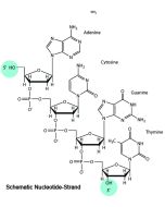 ODN 2216 (Type A) Endotoxin-free (sterile)