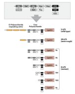 LPS from S. minnesota R3 (Rd2) TLRpure Sterile Solution