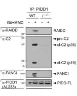 anti-PIDD, pAb (AL233)