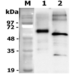 <b>Deglycosylation of rat progranulin.</b> To examine the deglycosylation of rat Progranulin-FLAG, 1 μg of rat progranulin is denatured with 1X glycoprotein denaturing buffer at 100°C for 10 minutes. After the addition of NP-40 and G7 reaction buffer, two