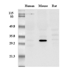 Western Blot analysis of adiponectin in mouse, human and rat plasma using anti-Adiponectin (mouse), mAb (MADI 1147) (Prod. No. AG-20A-0003) at 0.2&mu;g/ml.