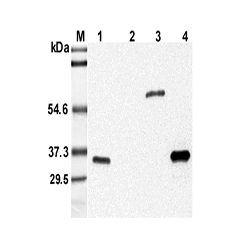 Western blot analysis using anti-Adiponectin (mouse), mAb (MADI 04) (Prod. No. AG-20A-0005) at 1:5'000 dilution.<br /> 1: Mouse serum.<br /> 2: Human serum.<br /> 3: Mouse adiponectin Fc-fusion protein.<br /> 4: Recombinant mouse adiponectin (His-tagged).
