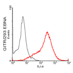 FACS: GITR-transfected HEK 293 cells stained significantly using anti-GITR (mouse), mAb (MGIT 02) (Prod. No. AG-20A-0007).