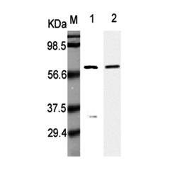 Western Blot analysis using anti-Listeria monocytogenes, mAb (P6007) (Prod. No. AG-20A-0022) at 1:5000 dilution.<br />1: Recombinant L. monocytogenes p60. <br />2: Culture media of L. monocytogenes.