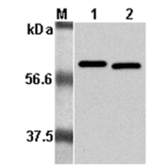 Western Blot analysis using anti-Listeria monocytogenes, mAb (P6017) (Prod. No. AG-20A-0023) at 1:5000 dilution.<br />1: Recombinant L. monocytogenes p60. <br />2: Culture media of L. monocytogenes.