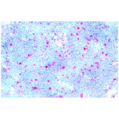anti-FOXP3 (mouse), mAb (MF333F)