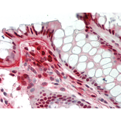 Immunohistochemical staining of Nampt using anti-Nampt (Visfatin/PBEF), mAb (OMNI379) (Prod. No. AG-20A-0034B) in formalin-fixed and paraffin-embedded (FFPE) human colon tissue (15µg/ml).