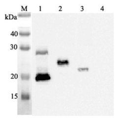 Western blot analysis using anti-IL-33 (human), mAb (IL33068A) (Prod. No. AG-20A-0042) at 1:2'000 dilution.<br />1: Human IL-33 (His-tagged).<br />2: Human IL-33 (FLAG<sup>®</sup>-tagged).<br />3: Mouse IL-33 (FLAG<sup>®</sup>-tagged).<br />4: Other prote