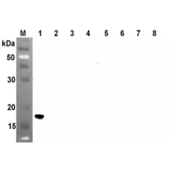 Western blot analysis using anti-ANGPTL4 (CCD) (human), mAb (Kairos4-153AD) (Prod. No. AG-20A-0046) at 1:500 dilution.<br />1: Human ANGPTL4 (CCD) (FLAG<sup>®</sup>-tagged).<br />2: Human ANGPTL4 (FLD) (FLAG<sup>®</sup>-tagged).<br />3: Human ANGPTL4 (FLA