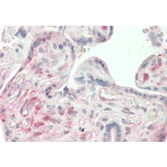 Immunohistochemical staining of ANGPTL4 using anti-ANGPTL4 (coiled-coil domain) (human), mAb (Kairos4-397G) (Prod. No. AG-20A-0047) in human placenta tissue (10&micro;g/ml).<br /> This antibody has been tested in immunohistochemistry, analyzed by an anato