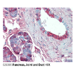 Immunohistochemical staining of JAG1 using anti-Jagged-1 (human), mAb (J1G53-3) (Prod. No. AG-20A-0049) in Pancreas, Acini and Duct (2.5 &mu;g/ml).<br />This antibody has been tested in immunohistochemistry, analyzed by an anatomic pathologist and validat