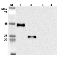 Western blot analysis using anti-ANGPTL7 (human), mAb (Kairos 397-7) (Prod. No. AG-20A-0055) at 1:1'000 dilution.<br />1: Human ANGPTL7.<br />2: Human ANGPTL7 (FLD).<br />3: Human ANGPTL7 (CCD).<br />4: Human visfatin (FLAG<sup>®</sup>-tagged) (negative c