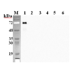 Western blot analysis using anti-DLK1 (mouse), mAb (PF183E) (Prod. No. AG-20A-0058Y) at 1:2'000 dilution.<br />1: Mouse DLK1 Fc-protein.<br />2: Human DLK1 Fc-protein.<br />3: Mouse DLL1 Fc-protein.<br />4: Mouse DLL4 Fc protein.<br />5: Mouse Jagged-1 Fc