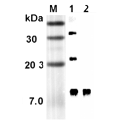 Western blot analysis using anti-RELM-&alpha; (rat), mAb (RREL 803) (Prod. No. AG-20A-0061) at 1:5'000 dilution.<br />1: Rat RELM-&alpha; (His-tagged).<br />2: Mouse RELM-&alpha; Fc-protein.