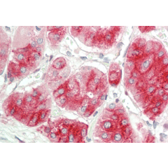 Immunohistochemical staining of DLK1 using anti-DLK1 (human), mAb (PF13-3) (Prod. No. AG-20A-0069) in human adrenal tissue (10&micro;g/ml).<br /> This antibody has been tested in immunohistochemistry, analyzed by an anatomic pathologist and validated for 