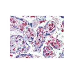 Immunohistochemical staining of DLK1 using anti-DLK1 (human), mAb (PF299-1) (Prod. No. AG-20A-0070) in placenta, villi (1:500 dilution).<br /> This antibody has been tested in immunohistochemistry, analyzed by an anatomic pathologist and validated for use