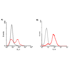 A) FACS: Mouse CD137-transfected HEK 293 cells were stained significantly using anti-CD137 (mouse), mAb (M4173) (Prod. No. AG-20A-0072). No binding was detected on empty vector transfected cells. B) FACS: Mouse T lymphocyte cells (treated Con A) were stai