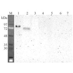 Western blot analysis using anti-DLL4 (human), mAb (DL86-3AG) (Prod. No. AG-20A-0080) at 1:2'000 dilution.<br />1: Human DLL4 Fc-protein.<br />2: Transfected human DLL4 cell lysate (HEK 293).<br />3: Mock transfected HEK 293 cell lysates.<br />4: Human DL