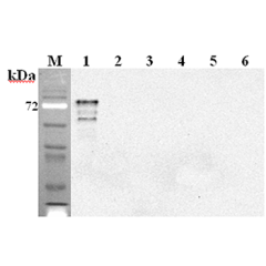 Western blot analysis using anti-DLL1 (mouse), mAb (D1L357-1-4) (Prod. No. AG-20A-0085) at 1:2'000 dilution.<br />1: Mouse DLL1 Fc-protein.<br />2: Human DLL1 Fc-protein.<br />3: Mouse DLL4 Fc-protein.<br />4: Mouse DLK1 Fc-protein.<br />5: Mouse Jagged-1
