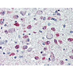 Immunohistochemical staining of FTO with anti-FTO (human), mAb (AG103) (Prod. No. AG-20A-0092) in brain, hypothalamus and paraventricular nucleus (5~10 &mu;g/ml).<br /> This antibody has been tested in immunohistochemistry, analyzed by an anatomic patholo