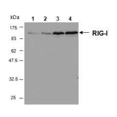 Western blot analysis of human RIG-I in HeLa cells by using RIG-I, mAb (Alme-1) (Prod. No. AG-20B-0009).<br />
<b>Method:</b> Cell extracts from HeLa cells either unstimulated (lane 1) or stimulated for 6h (lane 2), 16h (lane 3) or 24 h (lane 4) with Inte