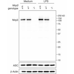 Mouse NLRP3 is detected in mouse macrophages using the monoclonal antibody to NLRP3 (Cryo-2) (Prod. No. AG-20B-0014). <b>Method:</b> Cell extracts from mouse macrophages (BMDMs) WT +/+ (lane 1), NLRP3+/- (lane 2) or NLRP3 -/- (lane 3), with or without tre