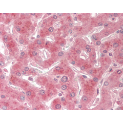 Immunohistochemical staining of TRAIL-R2 using anti-TRAIL-R2 (human), mAb (HS201) (Prod. No. AG-20B-0023) in formalin-fixed and paraffin-embedded (FFPE) human liver tissue (15µg/ml).