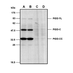 Mouse PIDD is detected in primary MEF cells using anti-PIDD (mouse), mAb (Lise-1) (Prod. N°AG-20B-0038).<br /> <b>Method::</b> Cell extracts from mouse embryo fibroblasts (MEFs) either from WT (A-B) or  PIDD KO cells (C-D) were separated by SDS-PAGE under