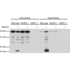 Mouse caspase-1 (p20) is detected by immunoblotting using anti-Caspase-1 (p20) (mouse), mAb (Casper-1) (Prod. No. AG-20B-0042). <strong>Method:</strong> Caspase-1 was analyzed by Western blot in cell extracts and supernatants of differentiated bone marrow