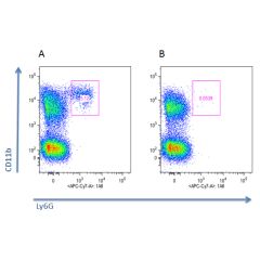 Mouse neutrophils are depleted <i>in vivo</i> by anti-Neutrophils (mouse), mAb (blocking) (Nimp-R14) (AG-20B-0043). <br /> <b>Method:</b> Mice were injected) i.p. with 250µg of anti-Neutrophils (mouse), mAb (blocking) (Nimp-R14) (B) or with Control mAb (A