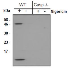 Mouse Caspase-1 (p10) is detected by immunoblotting using anti-Caspase-1 (p10) (mouse), mAb (Casper-2) (Prod. No AG-20B-0044). <b>Method:</b> Caspase-1 was analyzed by Western blot in supernatants of differentiated bone marrow-derived dendritic cells (BMD