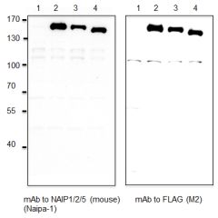 Overexpressed mouse NAIP1, 2 and 5 are detected by immunoblotting using anti-NAIP1/2/5 (mouse), mAb (Naipa-1) (Prod. No. AG-20B-0045). <b>Method:</b> Cell extracts from HEK293T either transfected with a plasmid coding for mouse Flag-NAIP1, 2 or 5 (lanes 2