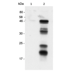 Human Caspase-1 (p20) is detected by immunoblotting using anti-Caspase-1 (p20) (human), mAb (Bally-1) (Prod. No AG-20B-0048-C100).<br /><br /> <strong>Method:</strong> Caspase-1 was analyzed by Western blot in supernatants of THP1 cells differentiated for