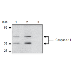 Caspase-11 is specifically detected in mouse extracts by anti-Caspase-4/11 (p20), mAb (Flamy-1) (AG-20B-0060). <b>Method:</b> Caspase-11 is analyzed by Western blot in mouse cell extracts of immortalized bone marrow-derived macrophages (iBMDM), which are 