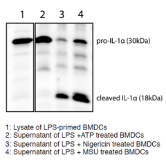 Mouse IL-1&alpha; (full-length p30 and cleaved p18 fragments) are detected by immunoblotting using anti-IL-1&alpha; (p18) (mouse), mAb (Teo-1) (Prod. No AG-20B-0064).<br /> <b>Method:</b> IL-1&alpha; was analyzed by Western blot in cell extracts of bone m