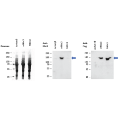 Overexpressed mouse NLRC3 is detected by immunoblotting using anti-NLRC3 (mouse), mAb (Eowyn-1) (Prod. No. AG-20B-0067-C100).<br /> <b>Method:</b> Cell lysate protein was loaded and SDS Page was run for 1h at 100V. Transfer for 1h at 80V. Block for 30min 