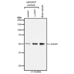 Western blot analysis of protein acetylation with anti-&alpha;-Tubulin (acetylated), mAb (TEU318) (Prod. No. AG-20B-0068).<br /><b>Method:</b> HEK-293T cells grown in standard culture conditions, transfected with plasmids expressing the tubulin acetyl tra
