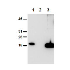 Mouse and human IL-38 is detected using anti-IL-38, mAb (Nhat-1) (AG-20B-0070).<br /><b>Method:</b> Recombinant mouse IL-38 (AG-40B-0101) (lane 1), cell extracts from HEK 293 cells mock-transfected (lane 2) or transfected with human IL-38 (lane 3) were se