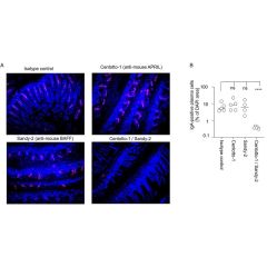 anti-APRIL (mouse), mAb (blocking) (Centotto-1) (preservative free)