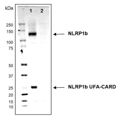 anti-NLRP1b (mouse), mAb (2A12)