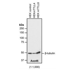 anti-&beta;-Tubulin, mAb (AXO45)